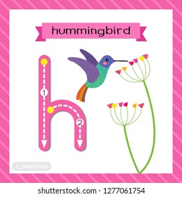 Letter H lowercase cute children colorful zoo and animals ABC alphabet tracing flashcard of Hummingbird for kids learning English vocabulary and handwriting vector illustration.