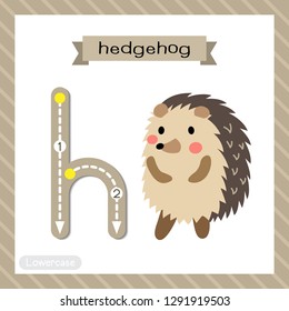 Letter H lowercase cute children colorful zoo and animals ABC alphabet tracing flashcard of Hedgehog standing on two legs for kids learning English vocabulary and handwriting vector illustration. 