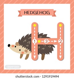 Letter H uppercase cute children colorful zoo and animals ABC alphabet tracing flashcard of Hedgehog for kids learning English vocabulary and handwriting vector illustration.