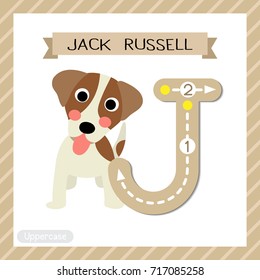 Letter J uppercase cute children colorful zoo and animals ABC alphabet tracing flashcard of Jack Russell for kids learning English vocabulary and handwriting vector illustration.