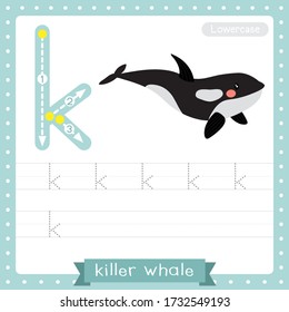 Letter K lowercase cute children colorful zoo and animals ABC alphabet tracing practice worksheet of Killer whale for kids learning English vocabulary and handwriting vector illustration.