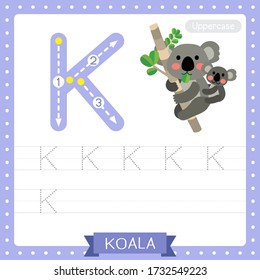 Letter K uppercase cute children colorful zoo and animals ABC alphabet tracing practice worksheet of Koala bear for kids learning English vocabulary and handwriting vector illustration.