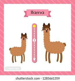 Letter L lowercase cute children colorful zoo and animals ABC alphabet tracing flashcard of Brown Llama for kids learning English vocabulary and handwriting vector illustration.
