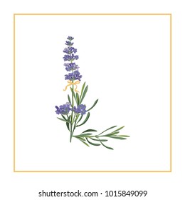 Letter L monogram. Retro sign alphabet with lavender flower initial. Watercolor style, botanical illustration isolated on white. Vintage vector font typeface