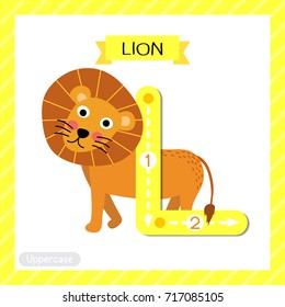 Letter L uppercase cute children colorful zoo and animals ABC alphabet tracing flashcard of Lion for kids learning English vocabulary and handwriting vector illustration.