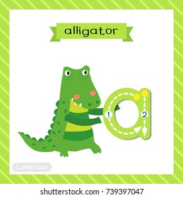 Letter A lowercase cute children colorful zoo and animals ABC alphabet tracing flashcard of Alligator for kids learning English vocabulary and handwriting vector illustration.