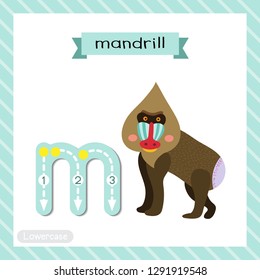 Letter M lowercase cute children colorful zoo and animals ABC alphabet tracing flashcard of Mandrill for kids learning English vocabulary and handwriting vector illustration.