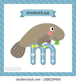 Letter M lowercase cute children colorful zoo and animals ABC alphabet tracing flashcard of Manatee for kids learning English vocabulary and handwriting vector illustration.