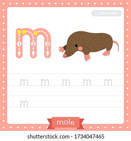 Letter M lowercase cute children colorful zoo and animals ABC alphabet tracing practice worksheet of Mole for kids learning English vocabulary and handwriting vector illustration.