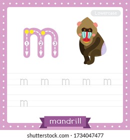 Letter M lowercase cute children colorful zoo and animals ABC alphabet tracing practice worksheet of Sitting Mandrill for kids learning English vocabulary and handwriting vector illustration.