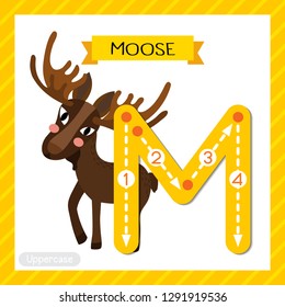 Letter M uppercase cute children colorful zoo and animals ABC alphabet tracing flashcard of Standing Moose for kids learning English vocabulary and handwriting vector illustration.