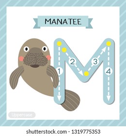 Letter M uppercase cute children colorful zoo and animals ABC alphabet tracing flashcard of Manatee for kids learning English vocabulary and handwriting vector illustration.