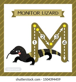 Letter M uppercase cute children colorful zoo and animals ABC alphabet tracing flashcard of Monitor lizard for kids learning English vocabulary and handwriting vector illustration.
