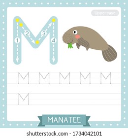 Letter M uppercase cute children colorful zoo and animals ABC alphabet tracing practice worksheet of Manatee for kids learning English vocabulary and handwriting vector illustration.