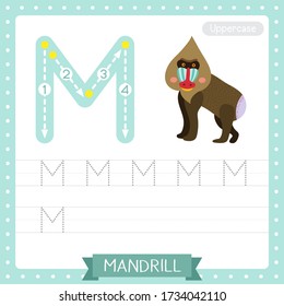 Letter M uppercase cute children colorful zoo and animals ABC alphabet tracing practice worksheet of Mandrill for kids learning English vocabulary and handwriting vector illustration.