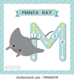 Letter M uppercase cute children colorful zoo and animals ABC alphabet tracing flashcard of Manta ray for kids learning English vocabulary and handwriting vector illustration.