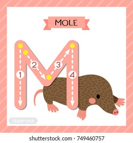 Letter M uppercase cute children colorful zoo and animals ABC alphabet tracing flashcard of Mole for kids learning English vocabulary and handwriting vector illustration.