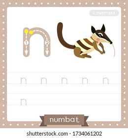 Letter N lowercase cute children colorful zoo and animals ABC alphabet tracing practice worksheet of Numbat for kids learning English vocabulary and handwriting vector illustration.