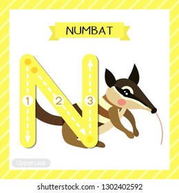 Letter N uppercase cute children colorful zoo and animals ABC alphabet tracing flashcard of Numbat for kids learning English vocabulary and handwriting vector illustration.