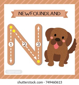 Letter N uppercase cute children colorful zoo and animals ABC alphabet tracing flashcard of Sitting Newfoundland dog for kids learning English vocabulary and handwriting vector illustration.