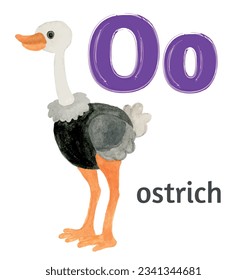 Letter O of the English alphabet with the image of an ostrich  in watercolor on a white background. Children's drawing.