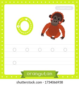 Letter O lowercase cute children colorful zoo and animals ABC alphabet tracing practice worksheet of Sitting Orangutan for kids learning English vocabulary and handwriting vector illustration.