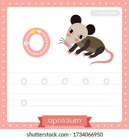 Letter O lowercase cute children colorful zoo and animals ABC alphabet tracing practice worksheet of Opossum for kids learning English vocabulary and handwriting vector illustration.