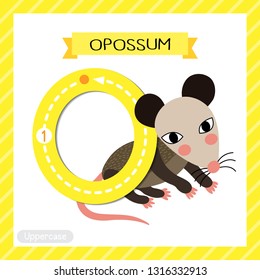 Letter O uppercase cute children colorful zoo and animals ABC alphabet tracing flashcard of Opossum for kids learning English vocabulary and handwriting vector illustration.