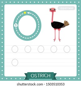 Letter O uppercase cute children colorful zoo and animals ABC alphabet tracing practice worksheet of Standing Ostrich for kids learning English vocabulary and handwriting vector illustration.