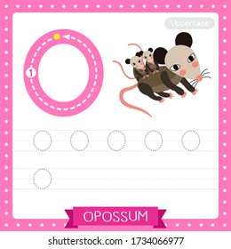 Letter O uppercase cute children colorful zoo and animals ABC alphabet tracing practice worksheet of Mother and baby Opossum for kids learning English vocabulary and handwriting vector illustration.