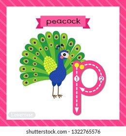 Letter P lowercase cute children colorful zoo and animals ABC alphabet tracing flashcard of Peacock for kids learning English vocabulary and handwriting vector illustration.