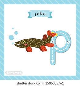 Letter P lowercase cute children colorful zoo and animals ABC alphabet tracing flashcard of Pike fish for kids learning English vocabulary and handwriting vector illustration.