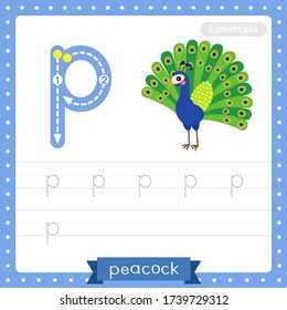 Letter P lowercase cute children colorful zoo and animals ABC alphabet tracing practice worksheet of Peacock for kids learning English vocabulary and handwriting vector illustration.