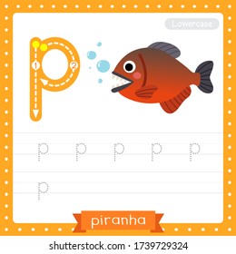 Letra P minúscula niños lindos y niños coloridos zoológico y animales ABC hoja de cálculo de seguimiento del alfabeto de pescado piraña para niños aprendiendo vocabulario inglés y ilustración del vector de escritura a mano.