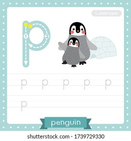 Letter P lowercase cute children colorful zoo and animals ABC alphabet tracing practice worksheet of Penguin mother and child for kids learning English vocabulary and handwriting vector illustration.