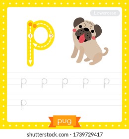 Letter P lowercase cute children colorful zoo and animals ABC alphabet tracing practice worksheet of Pug dog for kids learning English vocabulary and handwriting vector illustration.