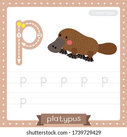 Letter P lowercase cute children colorful zoo and animals ABC alphabet tracing practice worksheet of Platypus for kids learning English vocabulary and handwriting vector illustration.