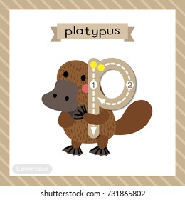 Letter P lowercase cute children colorful zoo and animals ABC alphabet tracing flashcard of Standing Platypus for kids learning English vocabulary and handwriting vector illustration.