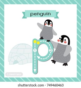 Letter P lowercase cute children colorful zoo and animals ABC alphabet tracing flashcard of Penguin mother and child for kids learning English vocabulary and handwriting vector illustration.