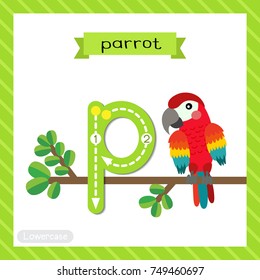 Letter P lowercase cute children colorful zoo and animals ABC alphabet tracing flashcard of Red Parrot bird for kids learning English vocabulary and handwriting vector illustration.