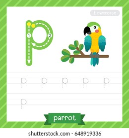Letter P lowercase tracing practice worksheet with parrot for kids learning to write. Vector Illustration.
