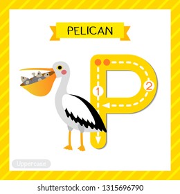 Letter P uppercase cute children colorful zoo and animals ABC alphabet tracing flashcard of Pelican bird with fish in mouth for kids learning English vocabulary and handwriting vector illustration.