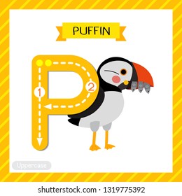 Letter P uppercase cute children colorful zoo and animals ABC alphabet tracing flashcard of Puffin bird for kids learning English vocabulary and handwriting vector illustration.