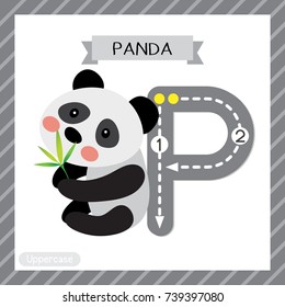 Letter P uppercase cute children colorful zoo and animals ABC alphabet tracing flashcard of Panda bear with bamboo leaves for kids learning English vocabulary and handwriting vector illustration.