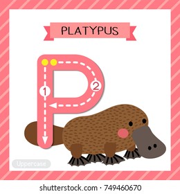 Letter P uppercase cute children colorful zoo and animals ABC alphabet tracing flashcard of Platypus for kids learning English vocabulary and handwriting vector illustration.