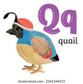 Letter Q of the English alphabet with the image of a quail  in watercolor on a white background. Children's drawing.