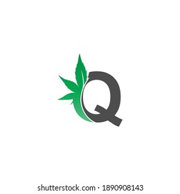 Letter Q logo icon with cannabis leaf design vector illustration