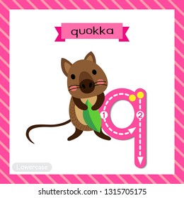 Letter Q lowercase cute children colorful zoo and animals ABC alphabet tracing flashcard of Quokka holding leaf for kids learning English vocabulary and handwriting vector illustration.