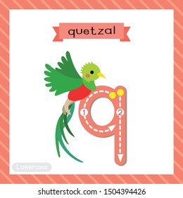 Letter Q lowercase cute children colorful zoo and animals ABC alphabet tracing flashcard of Flying Quetzal bird for kids learning English vocabulary and handwriting vector illustration.