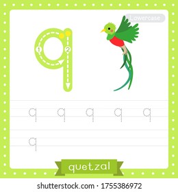 Letter Q lowercase cute children colorful zoo and animals ABC alphabet tracing practice worksheet of Flying Quetzal bird for kids learning English vocabulary and handwriting vector illustration.